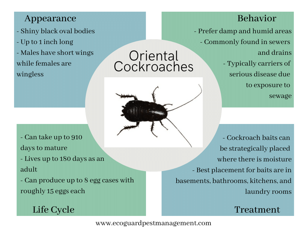 Adult Oriental Cockroach oriental cockroach