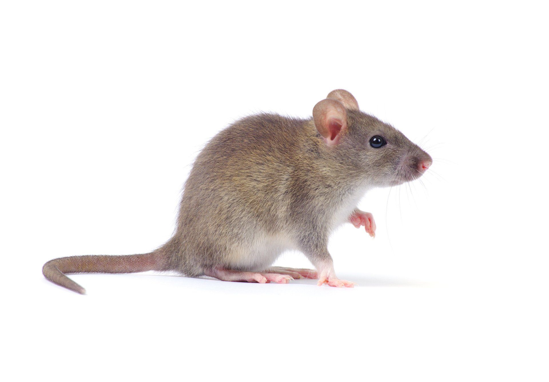 Rat Control