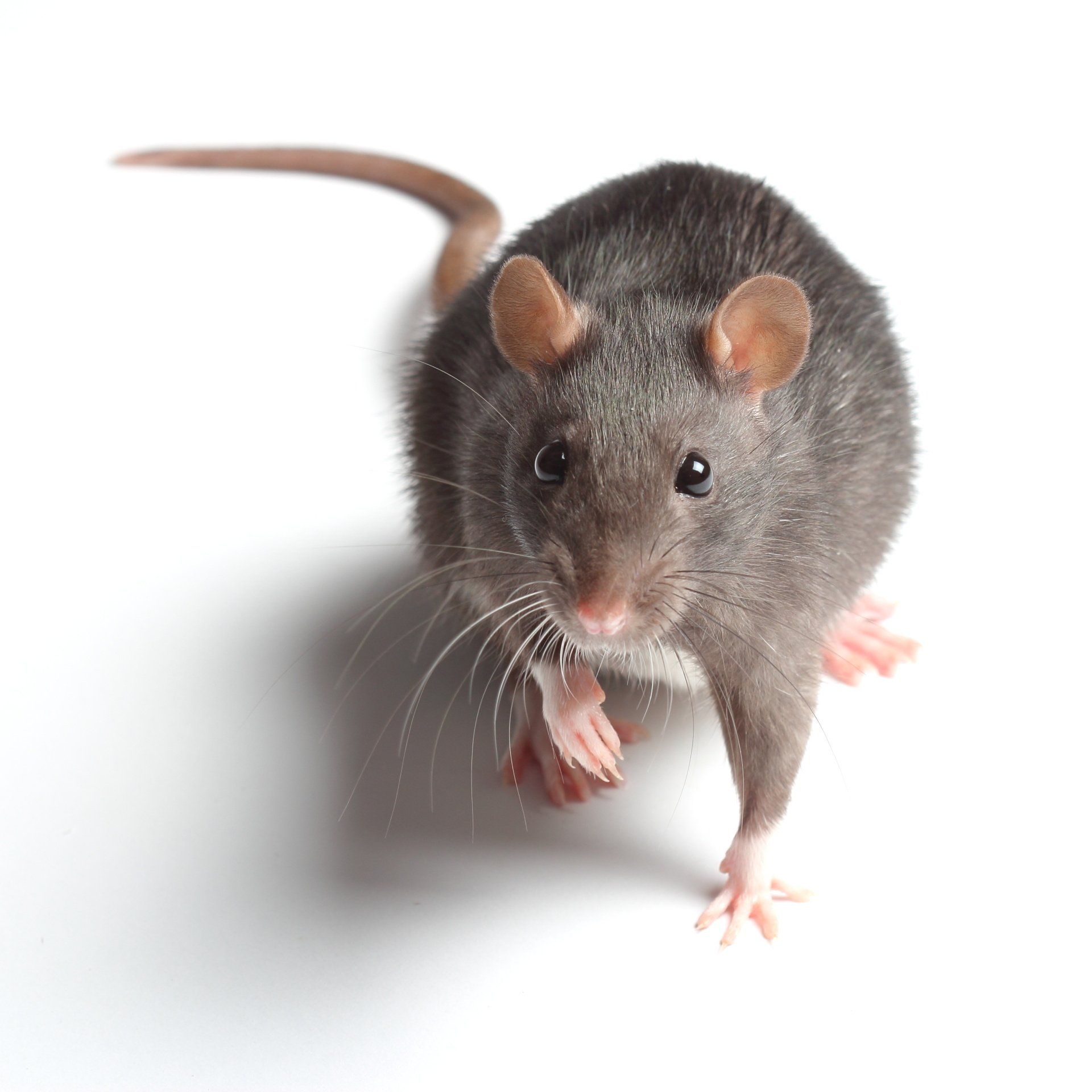 rat facts