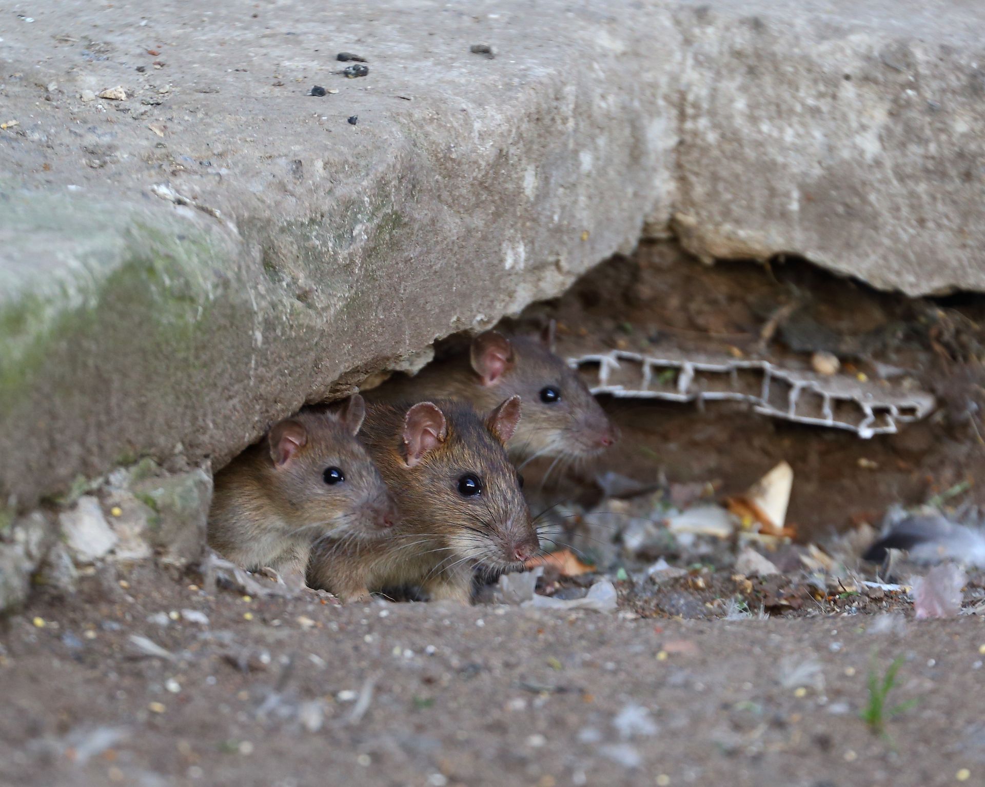 rat burrow