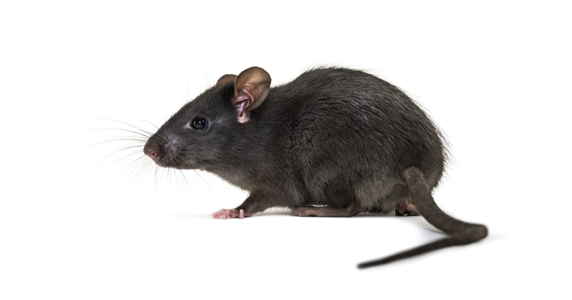 Rat Control
