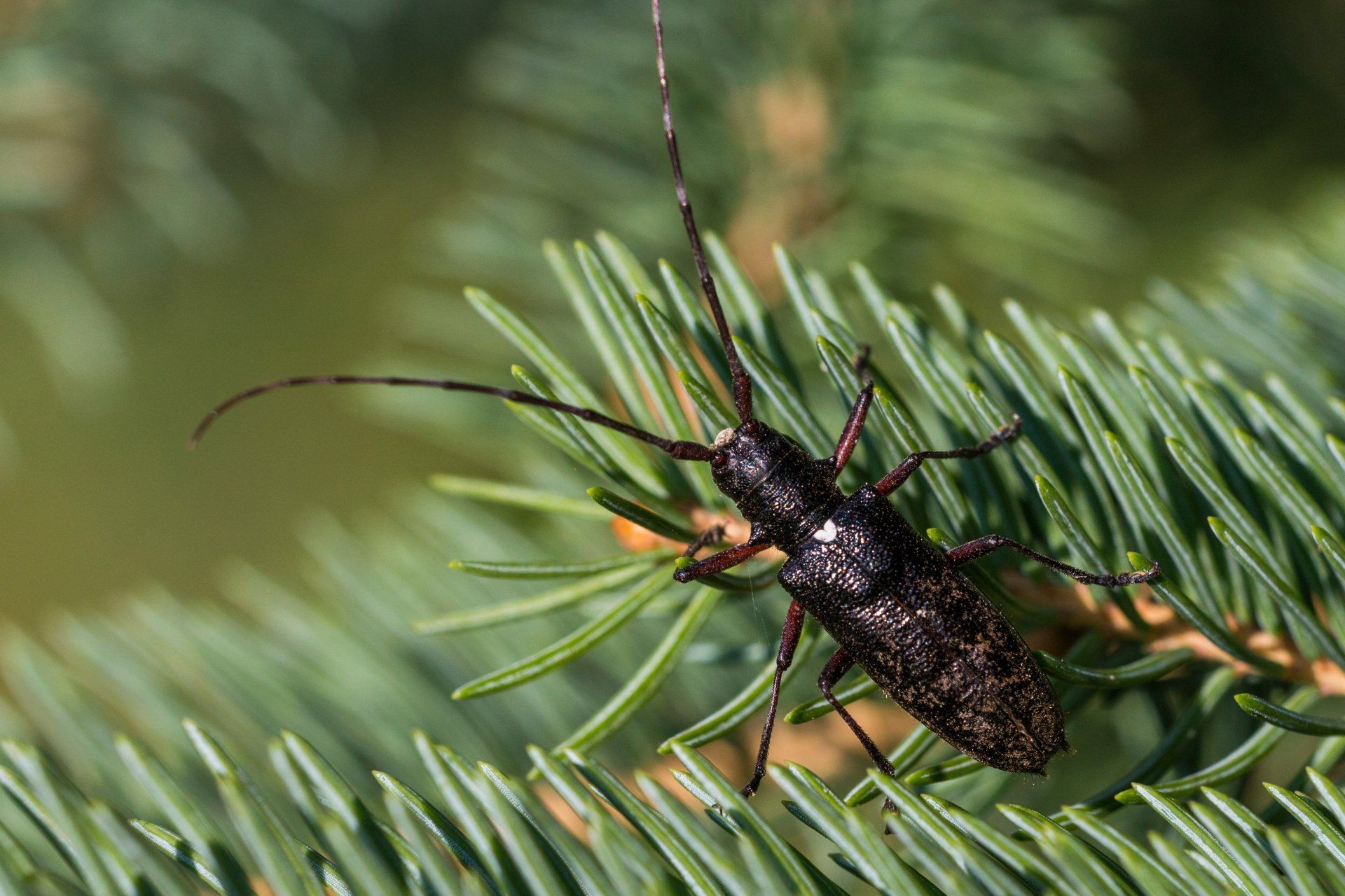 beetle life cycle