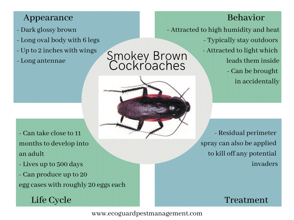 Adult Smoky Brown Cockroach diagram that describes smokey brown cockroaches