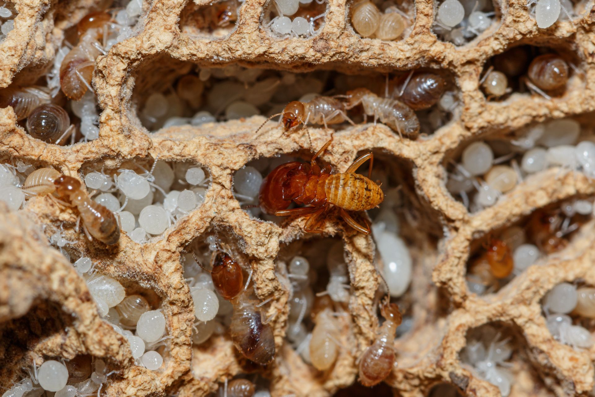 baby termites