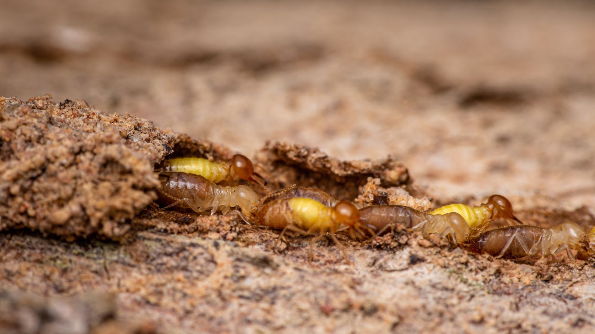 termite tubes