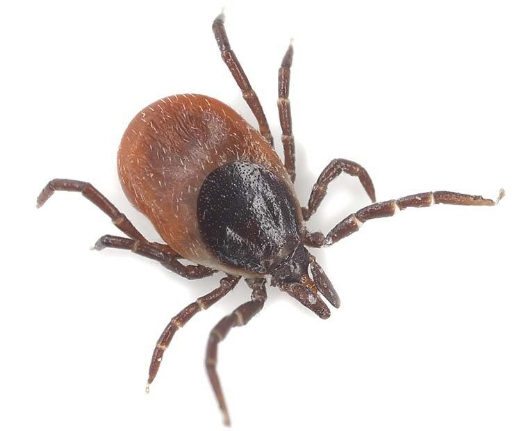 tick facts
