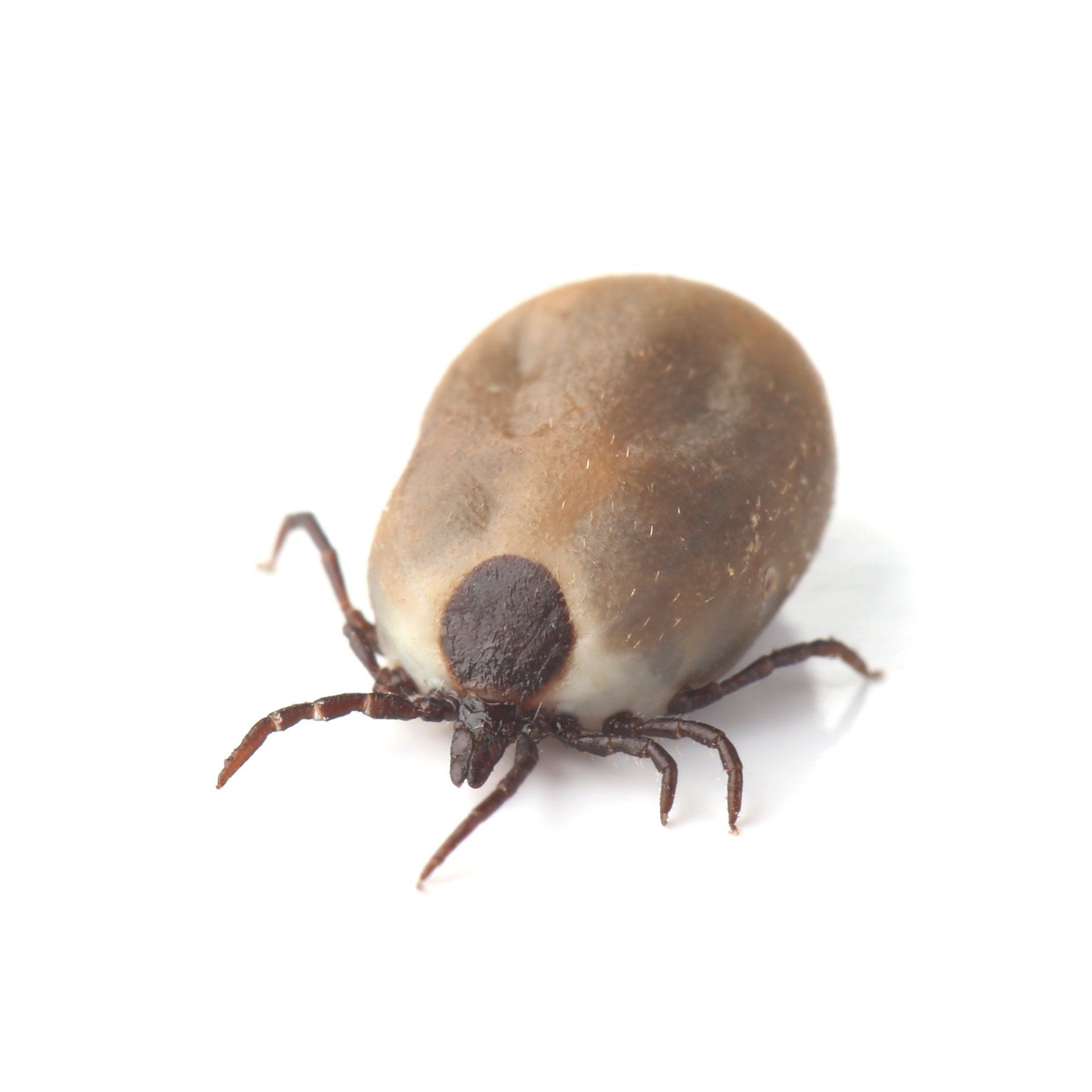 tick lifespan