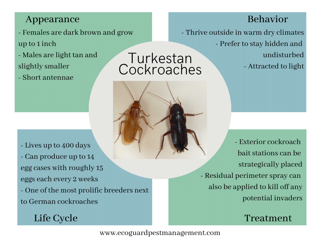 Adult Turkestan Cockroach Turkestan Cockroach
