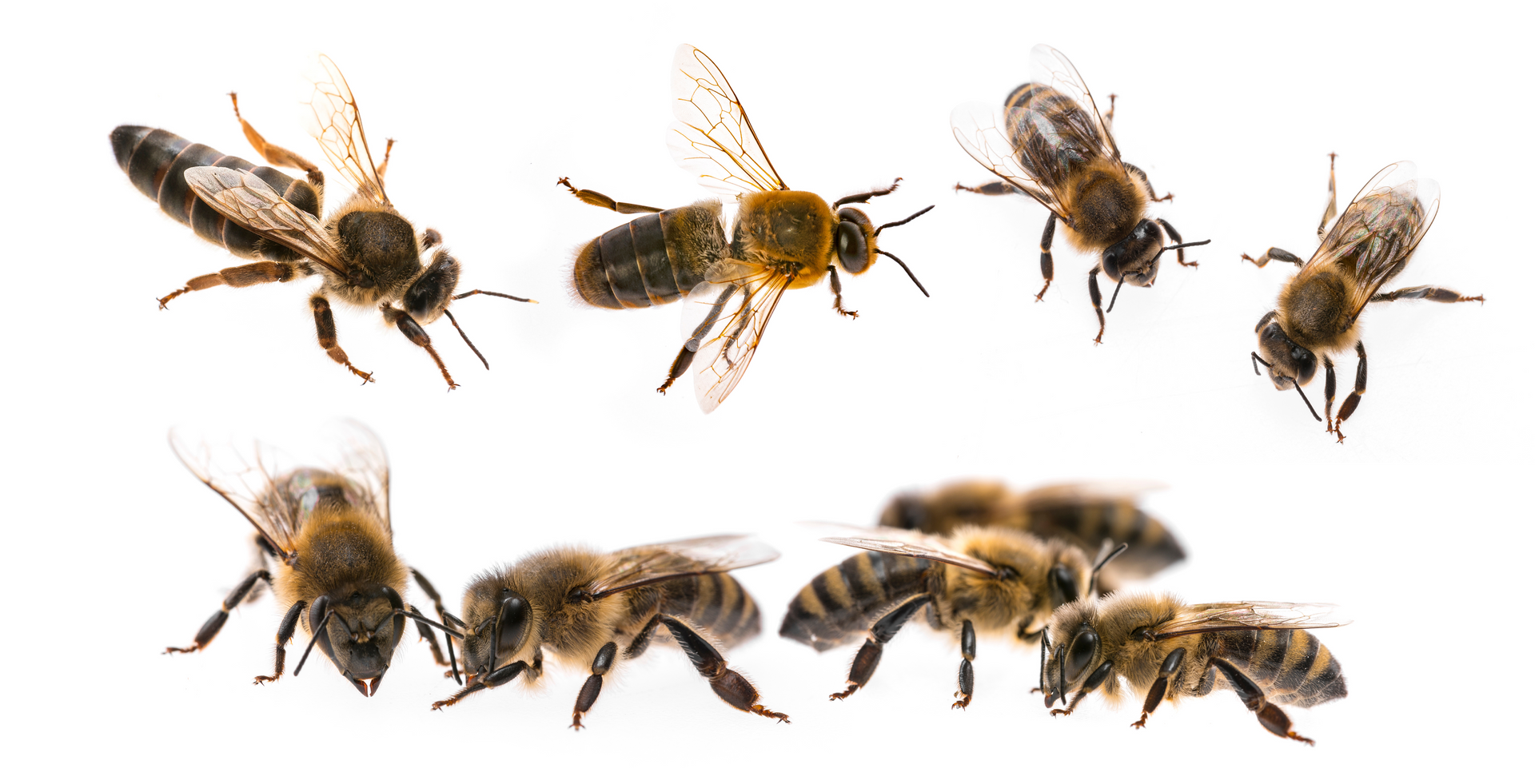 bee types
