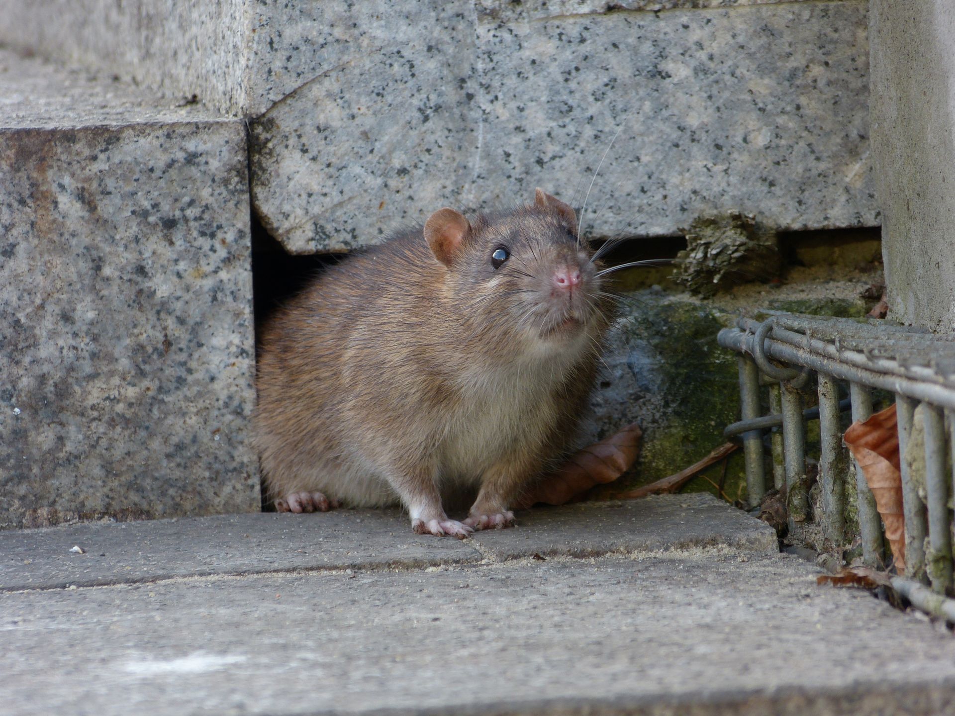 rat in north america