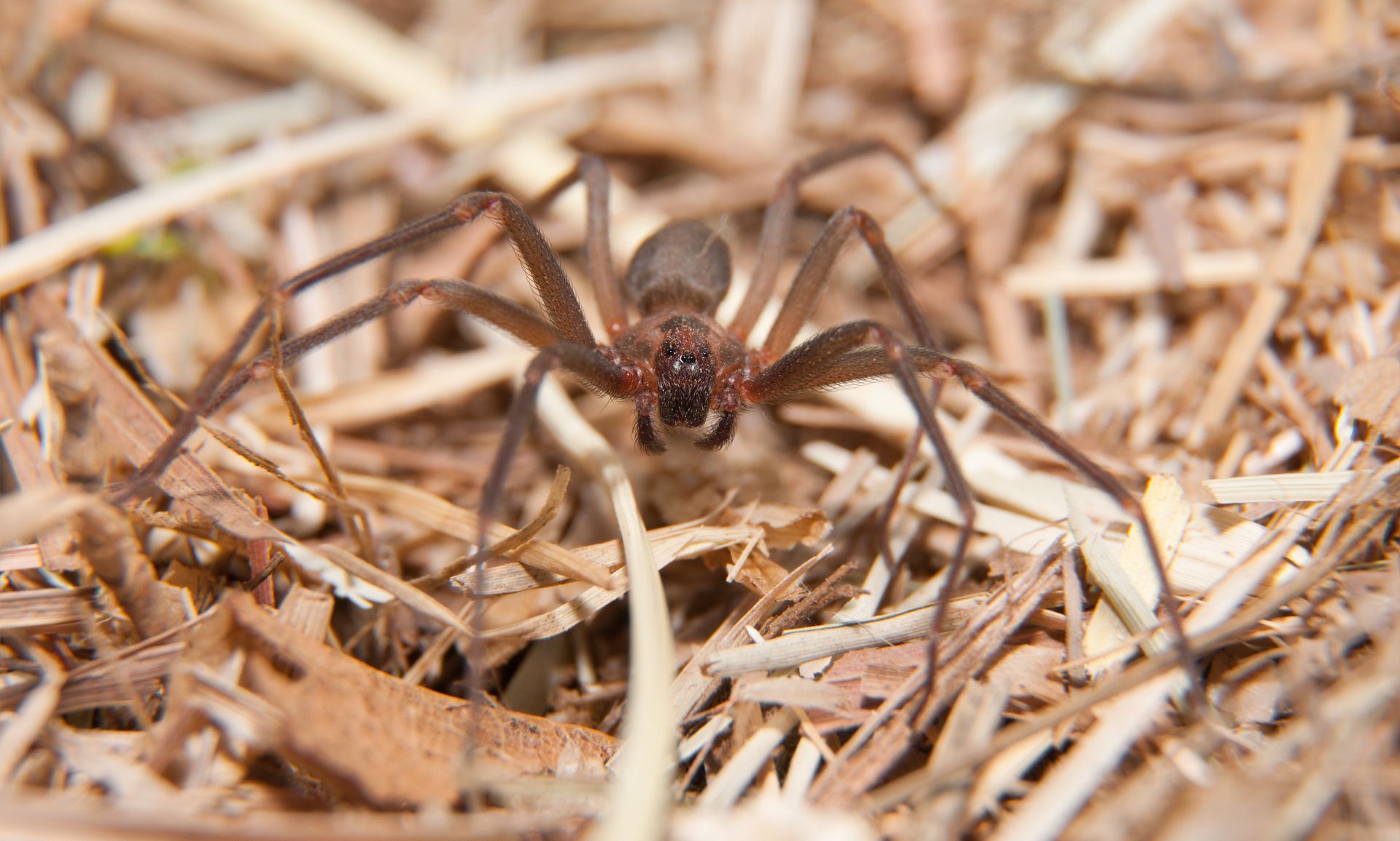 dangerous spiders