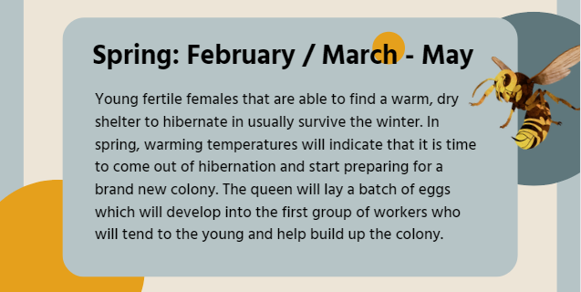 Wasp activity and behavior during Spring season that falls between Feb – May