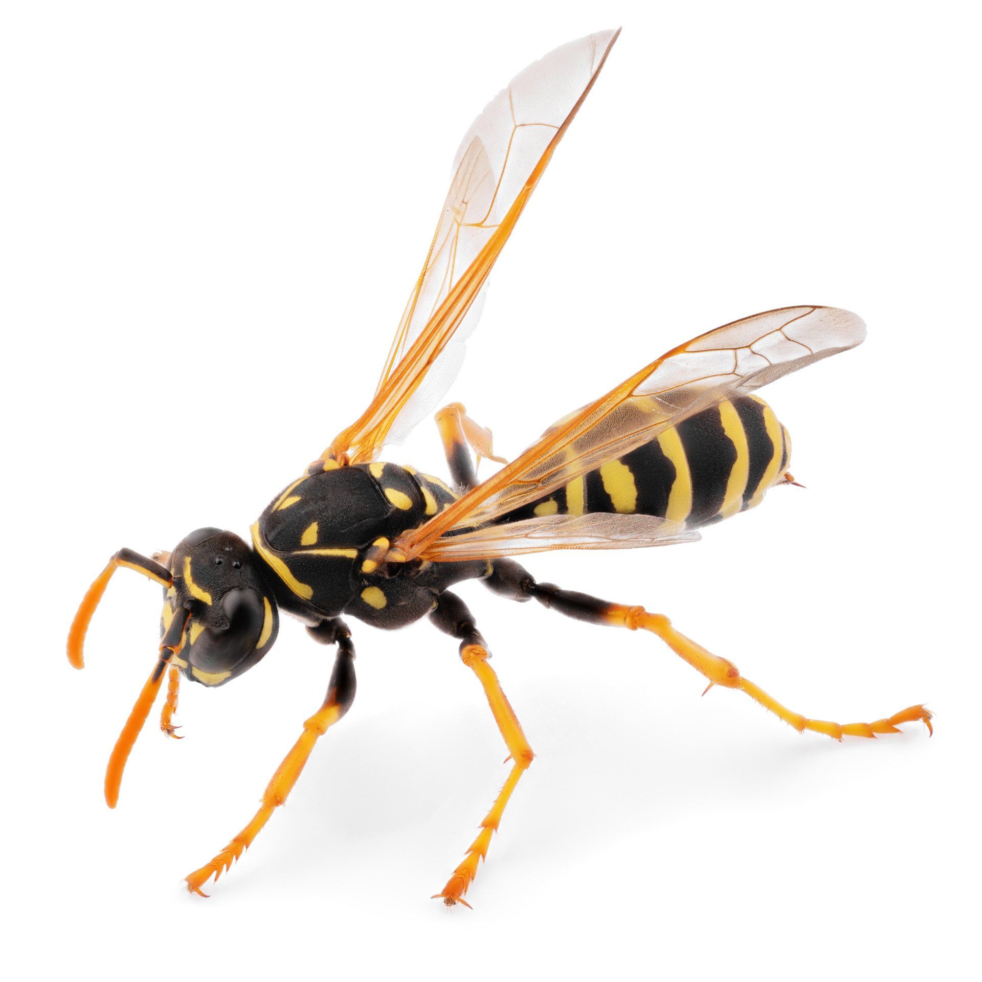 wasp life cycle