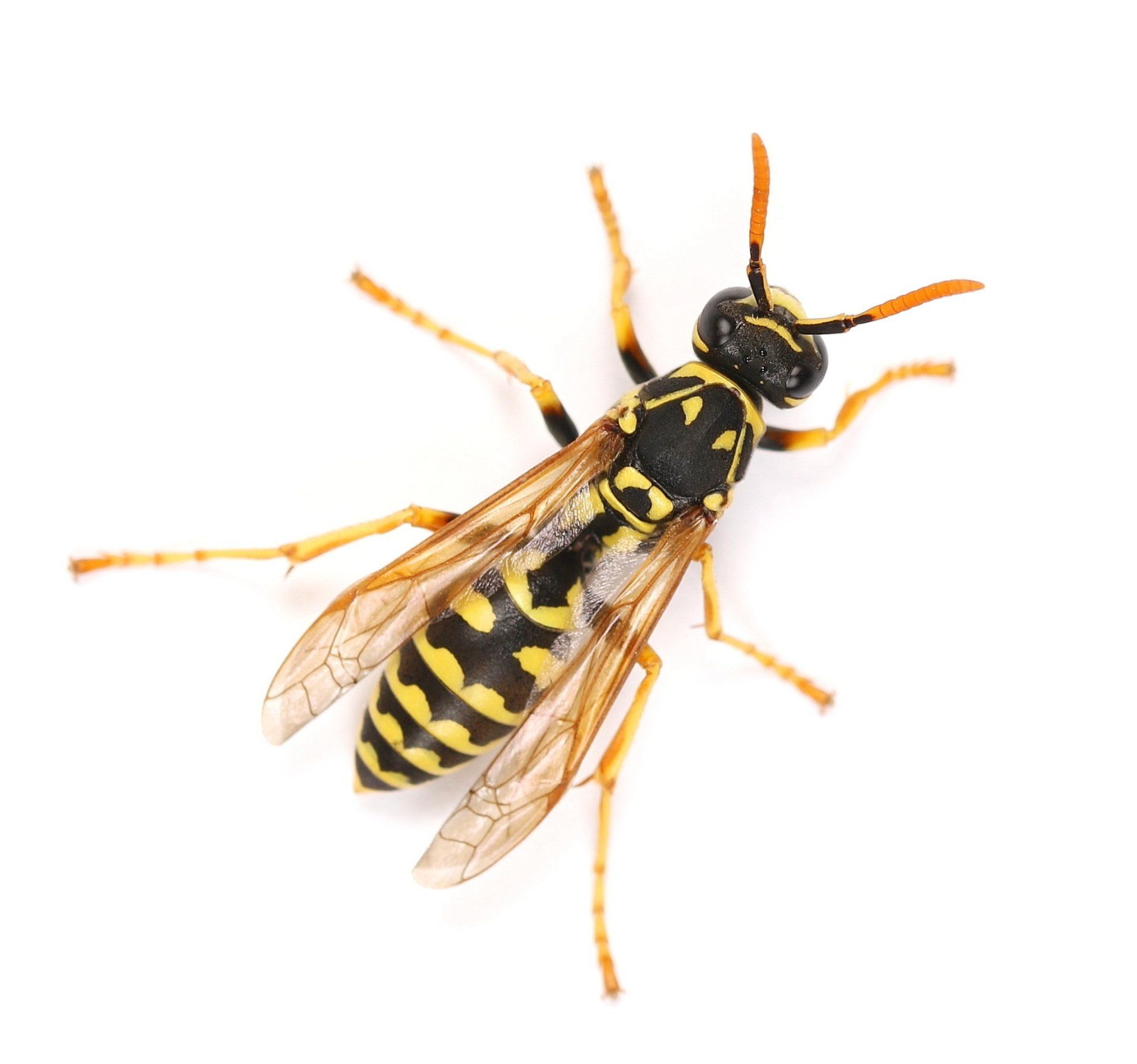 waspe pollinate