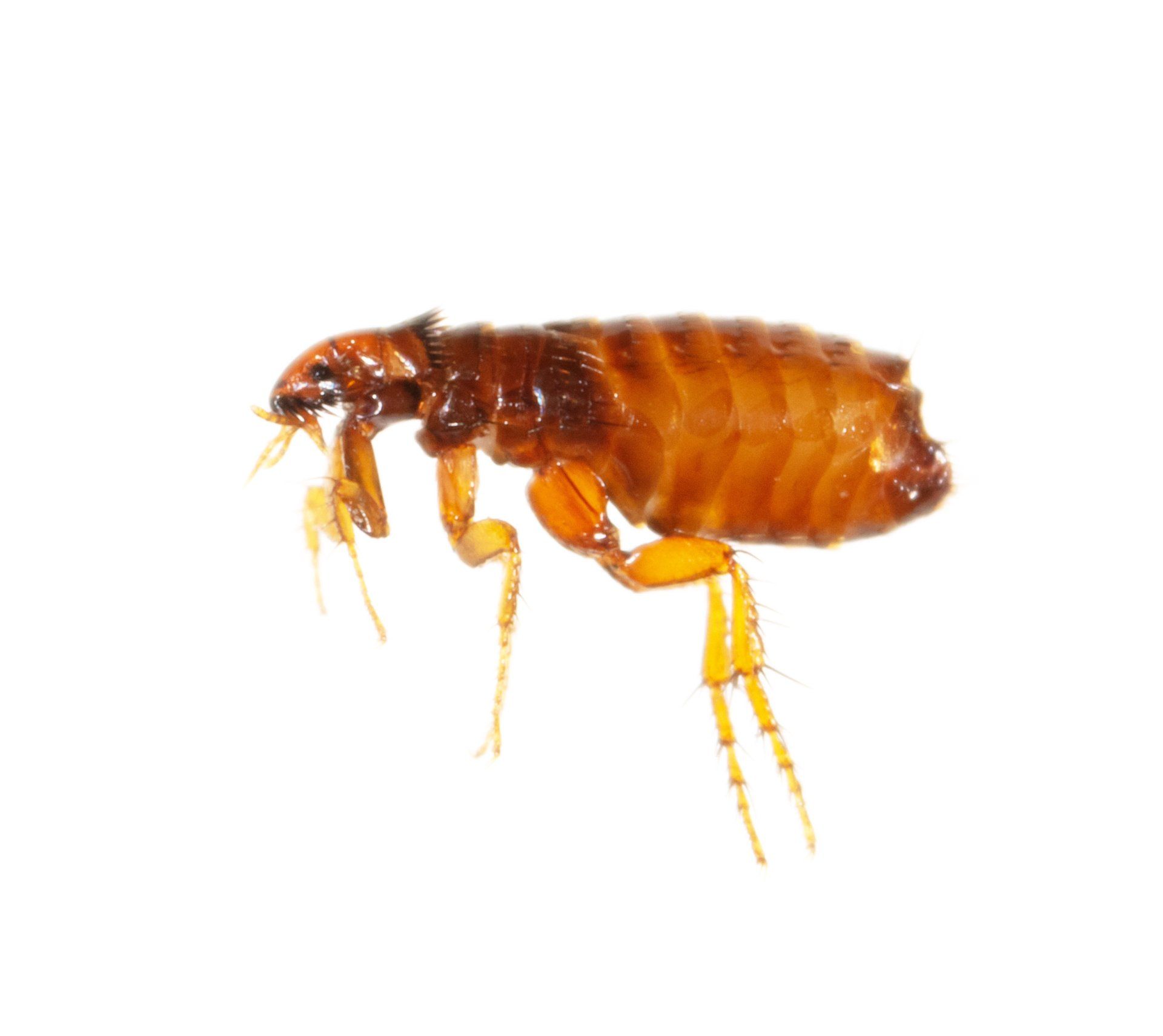 what are fleas attracted to