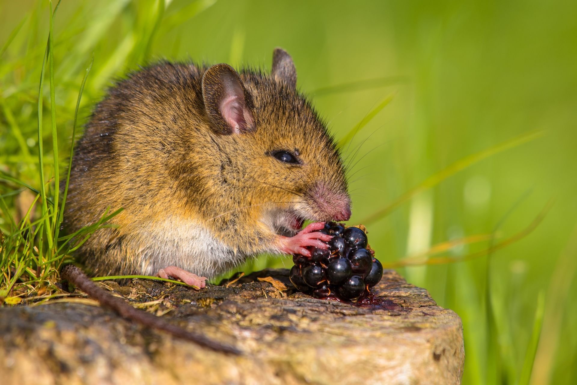 what does a mouse eat