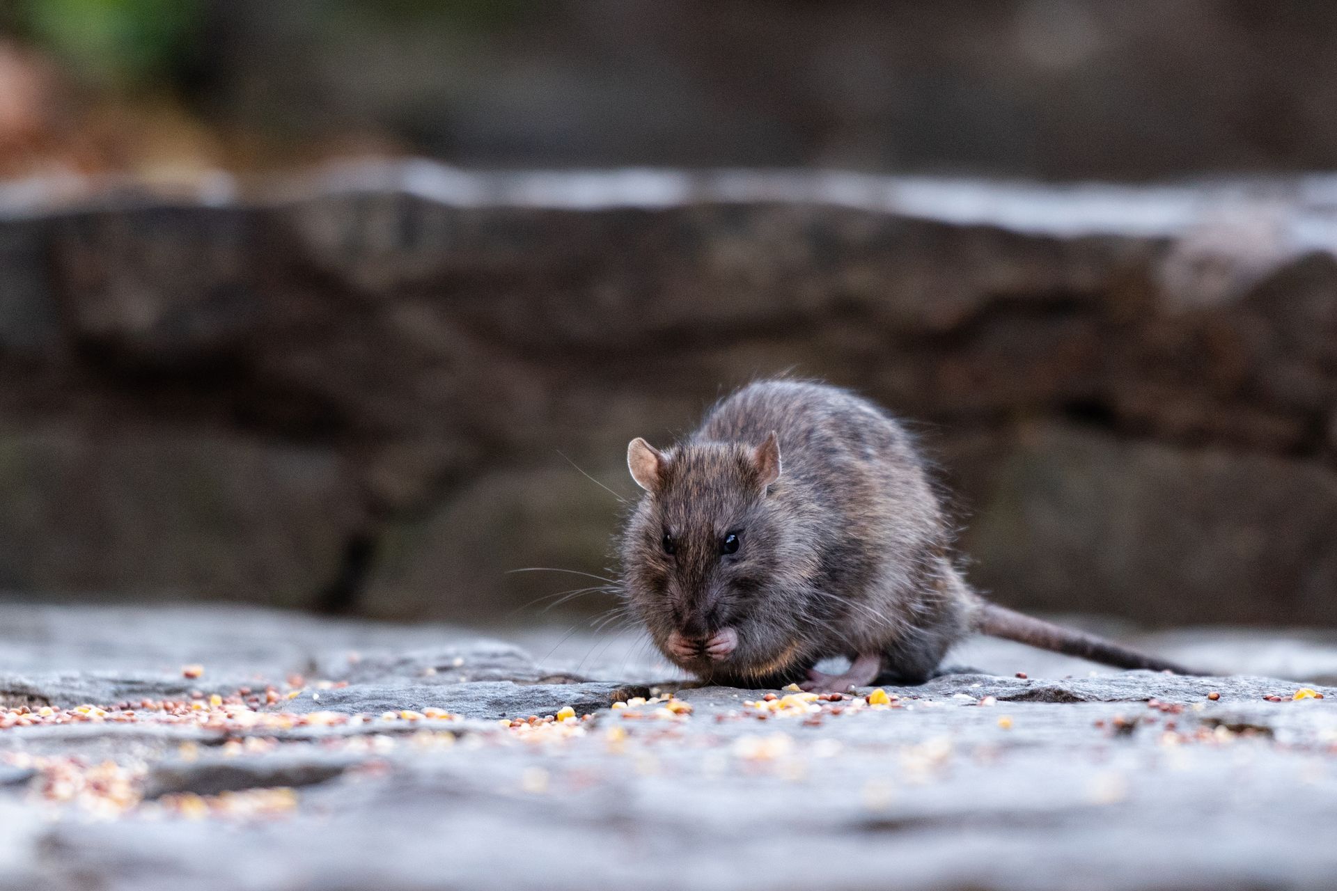 rat diet