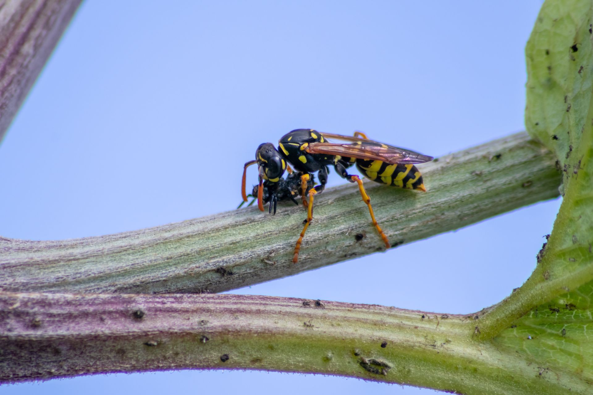 yellow jacket eating lady bug larvae