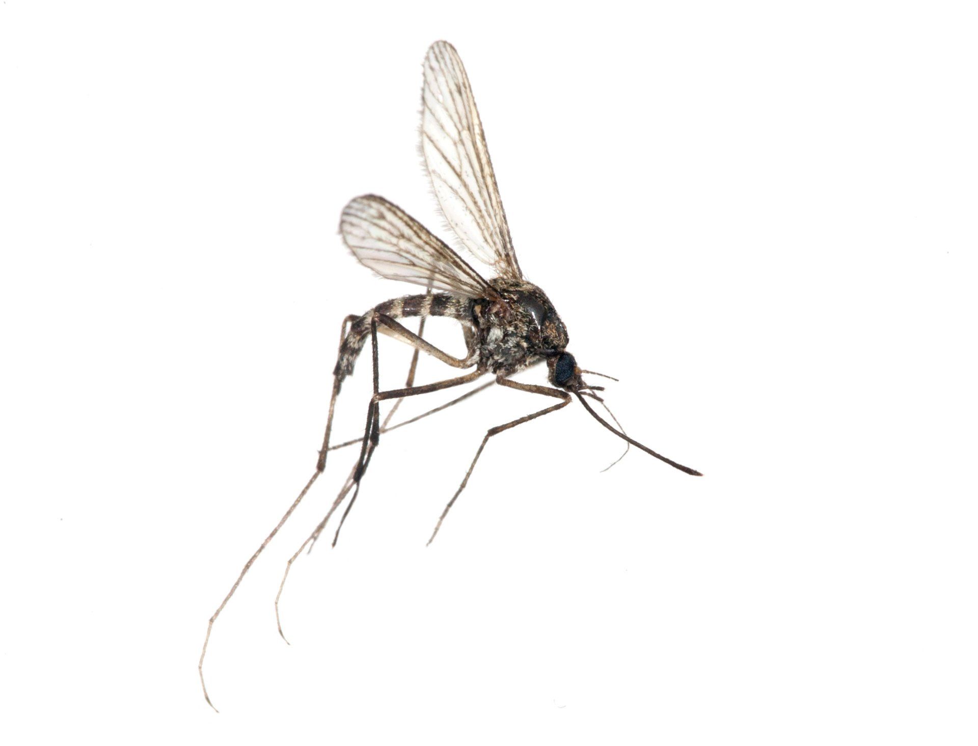 what is a mosquito