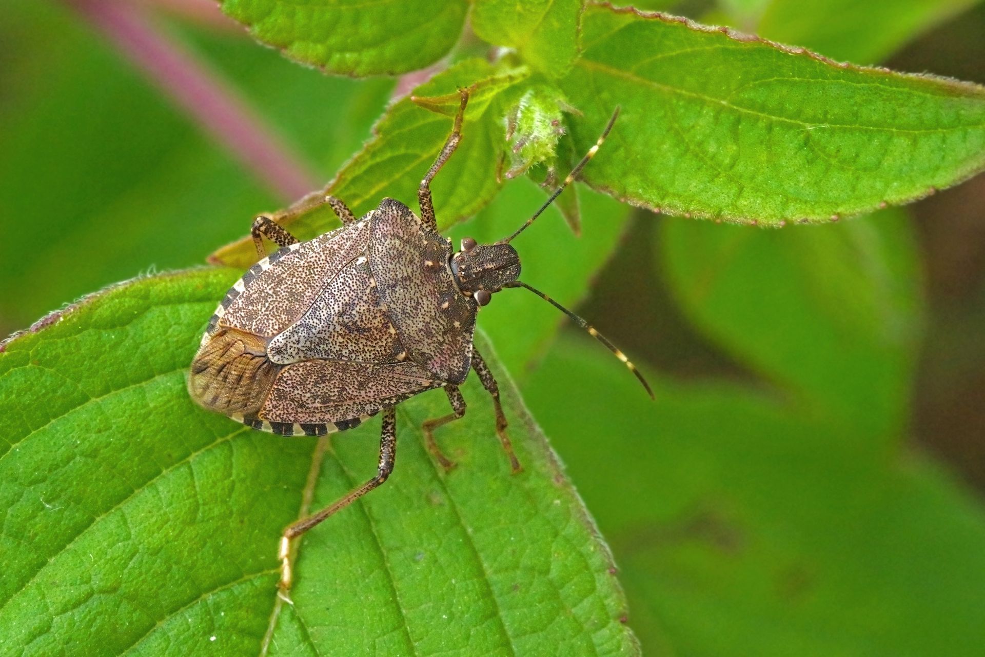 image of stink bug