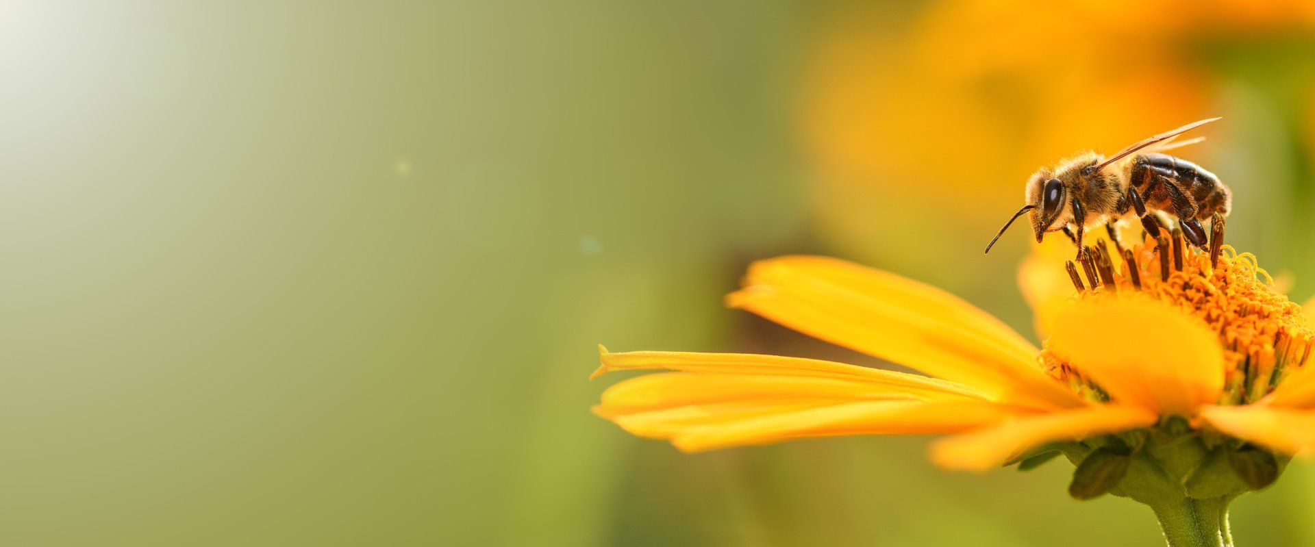 are honeybees endangered