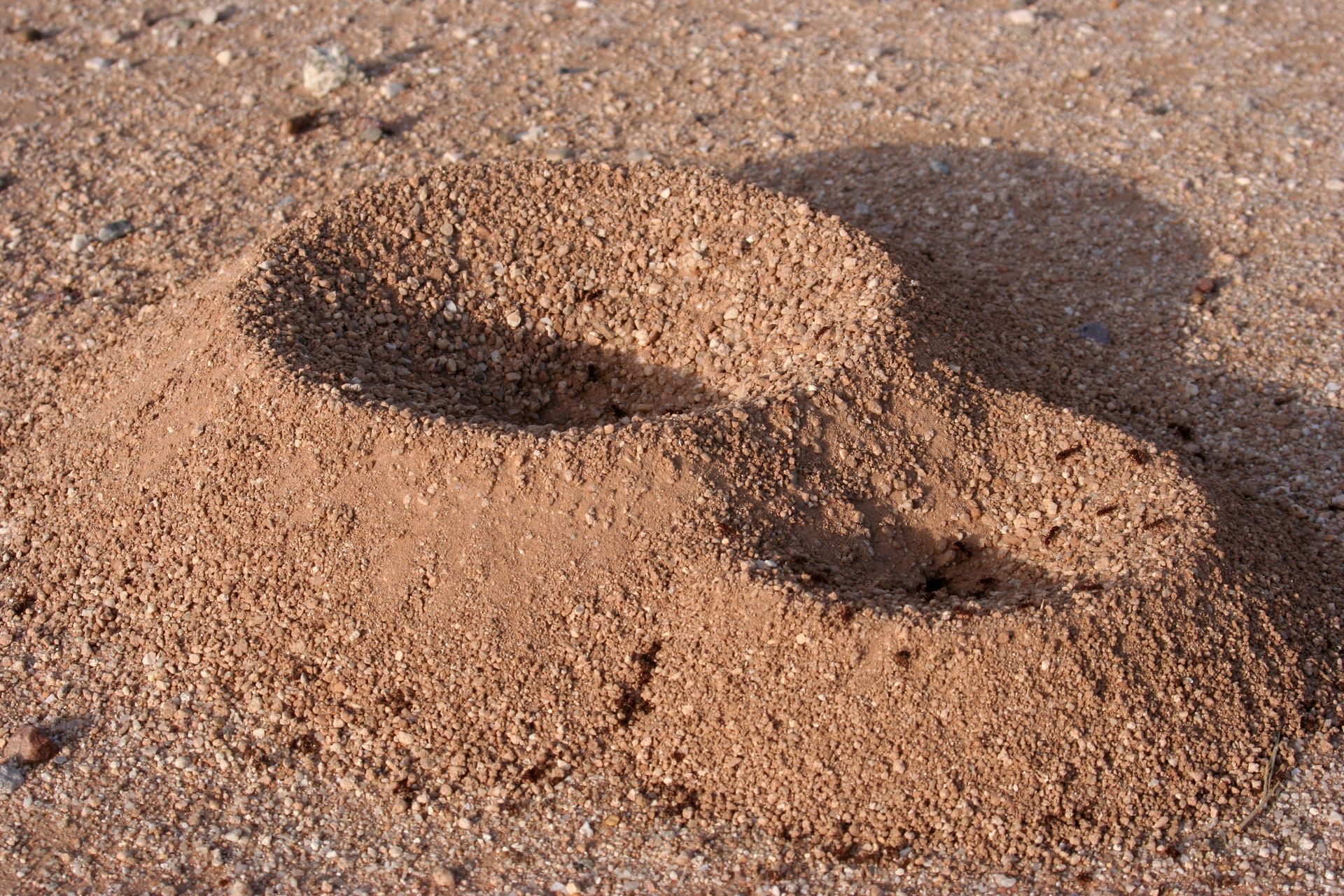 ant nest