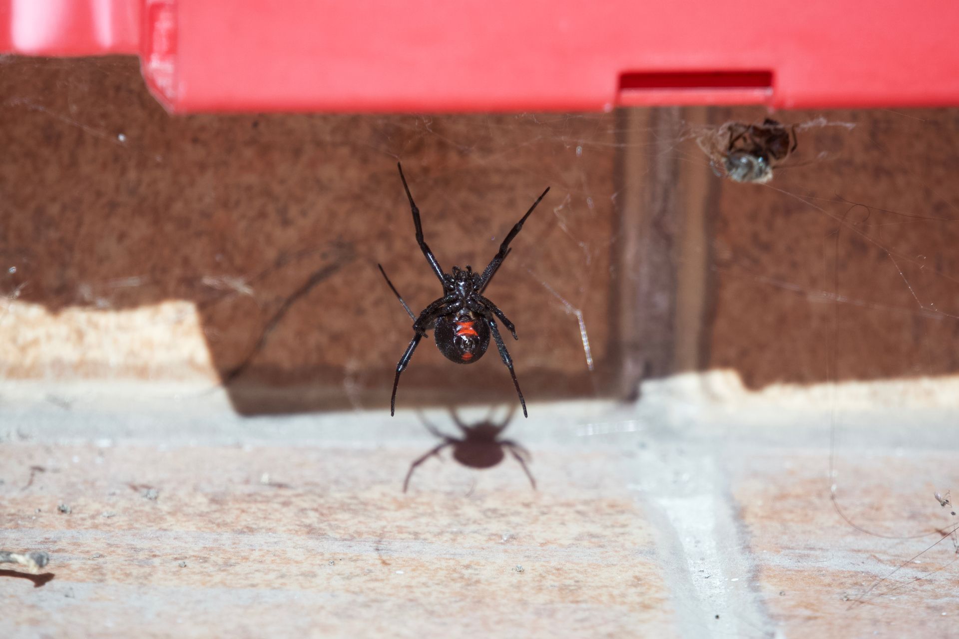 Live black widow