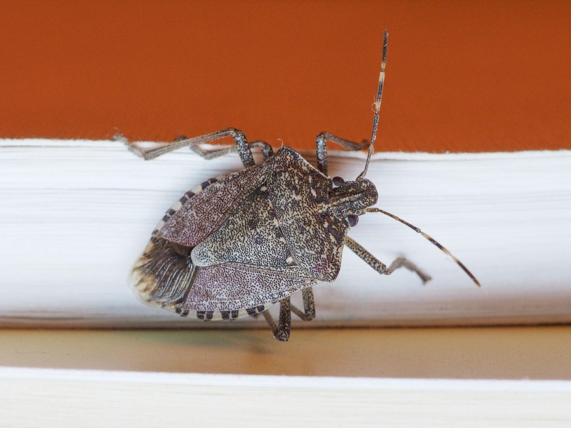 image of stink bug