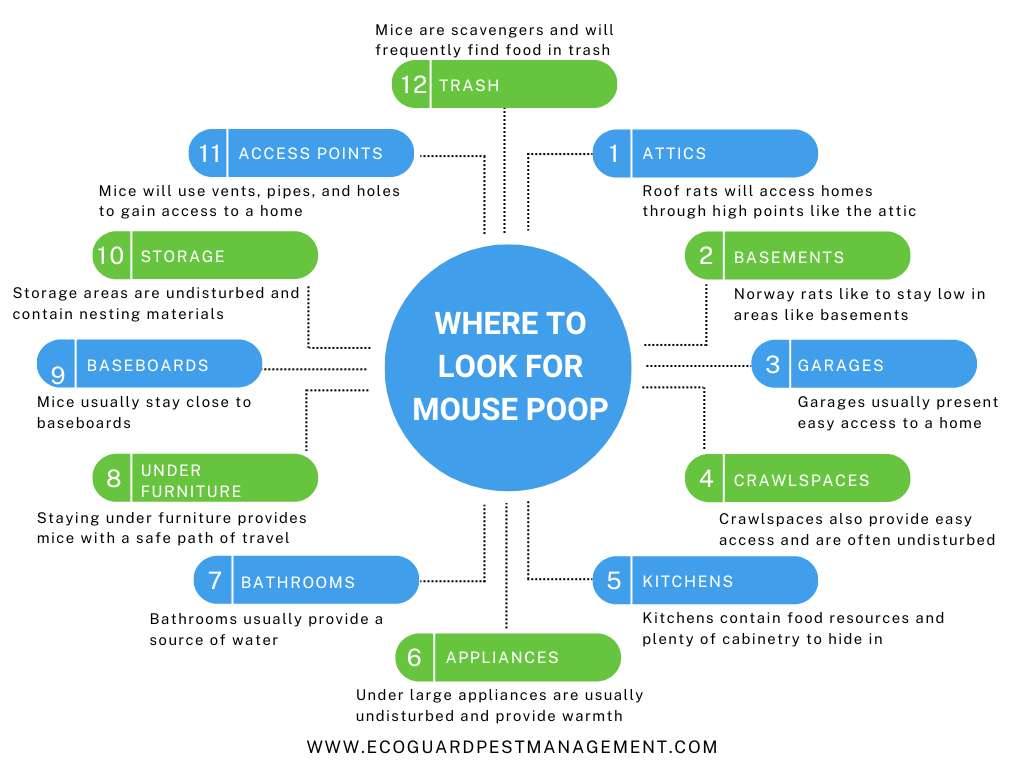 Diagram that identifies 12 different place to look for or find mouse poop