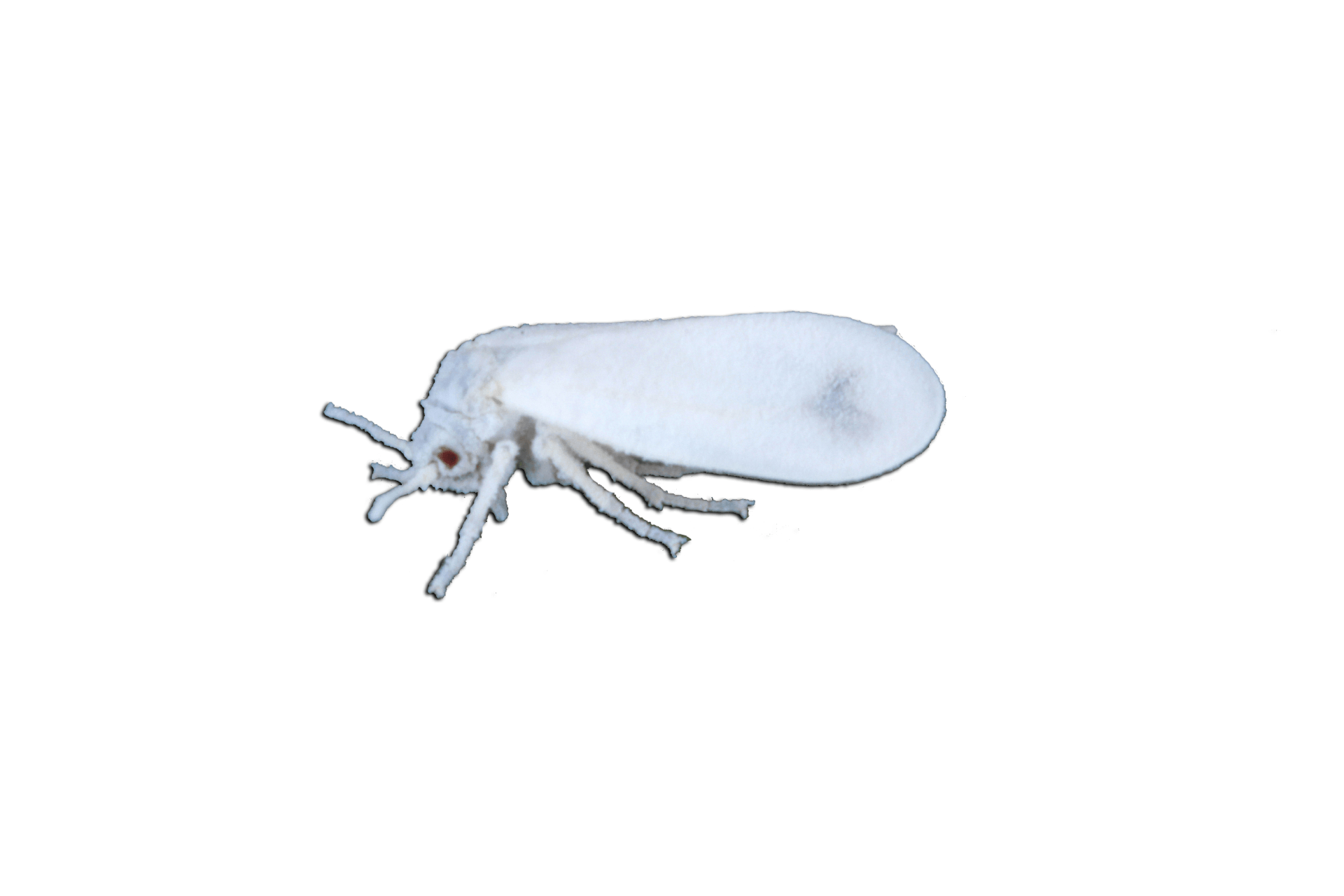 Whitefly Control
