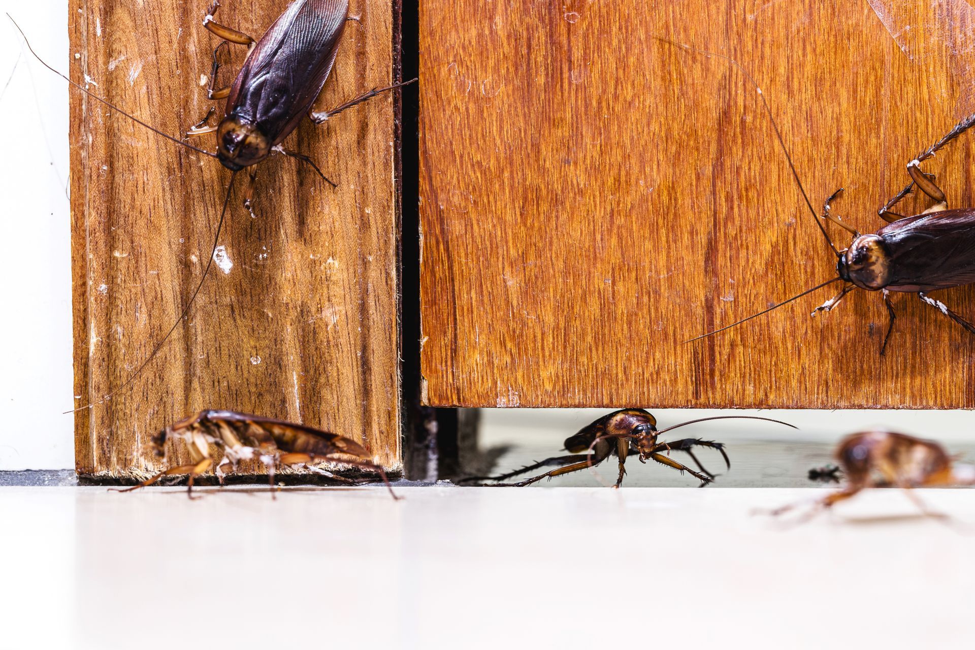 cockroachesentering house