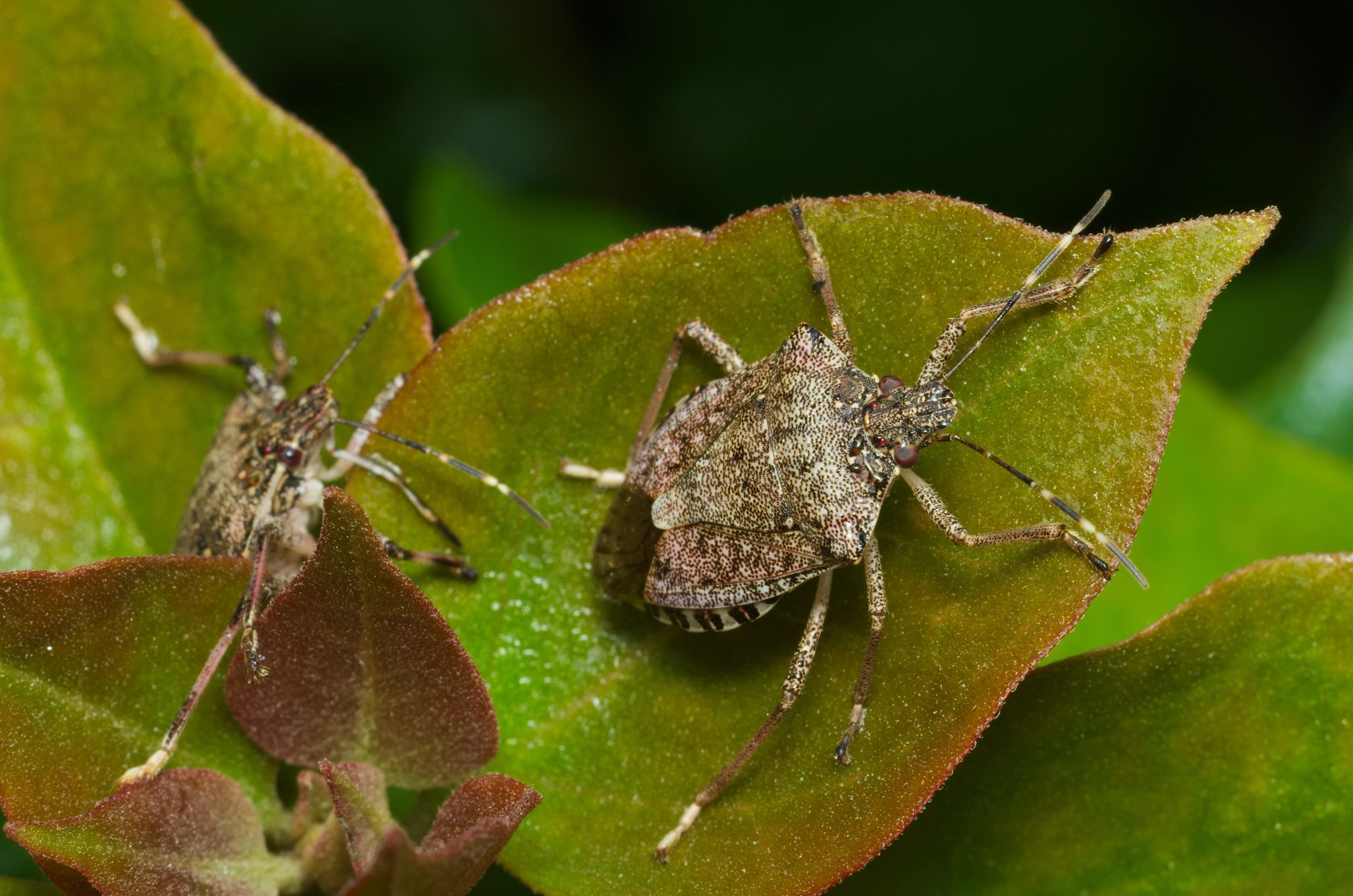 image of stink bug on plant
