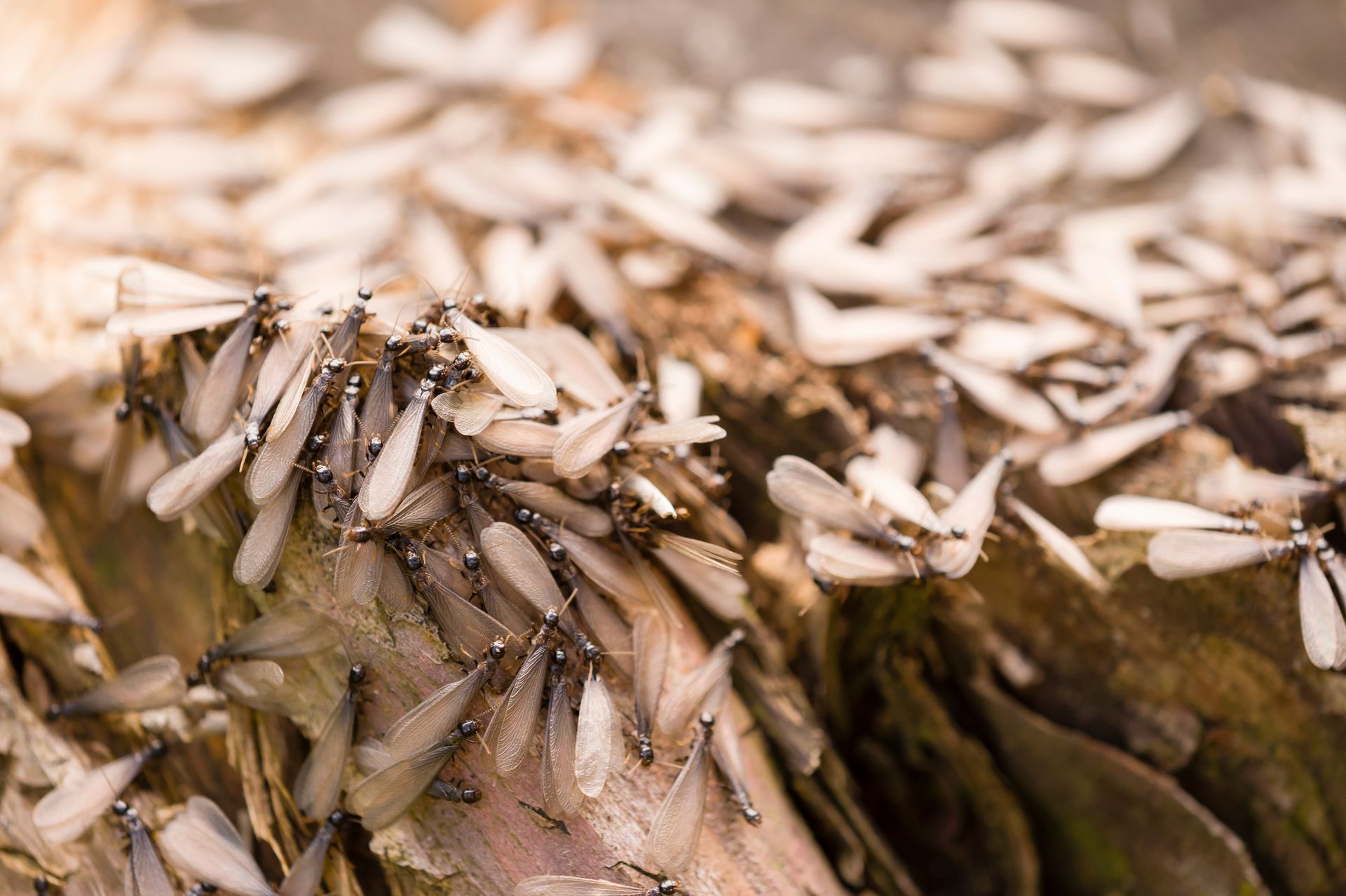 flying termites