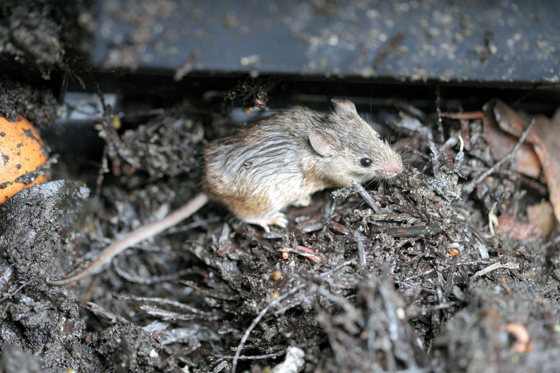 winter pests