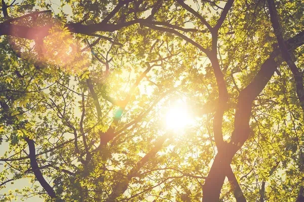 Sunlight streaming through leafy tree branches, creating a warm golden canopy