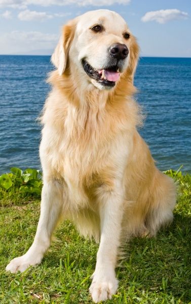 Golden Retriever Lifetime Study