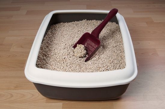 Litter Box Basics