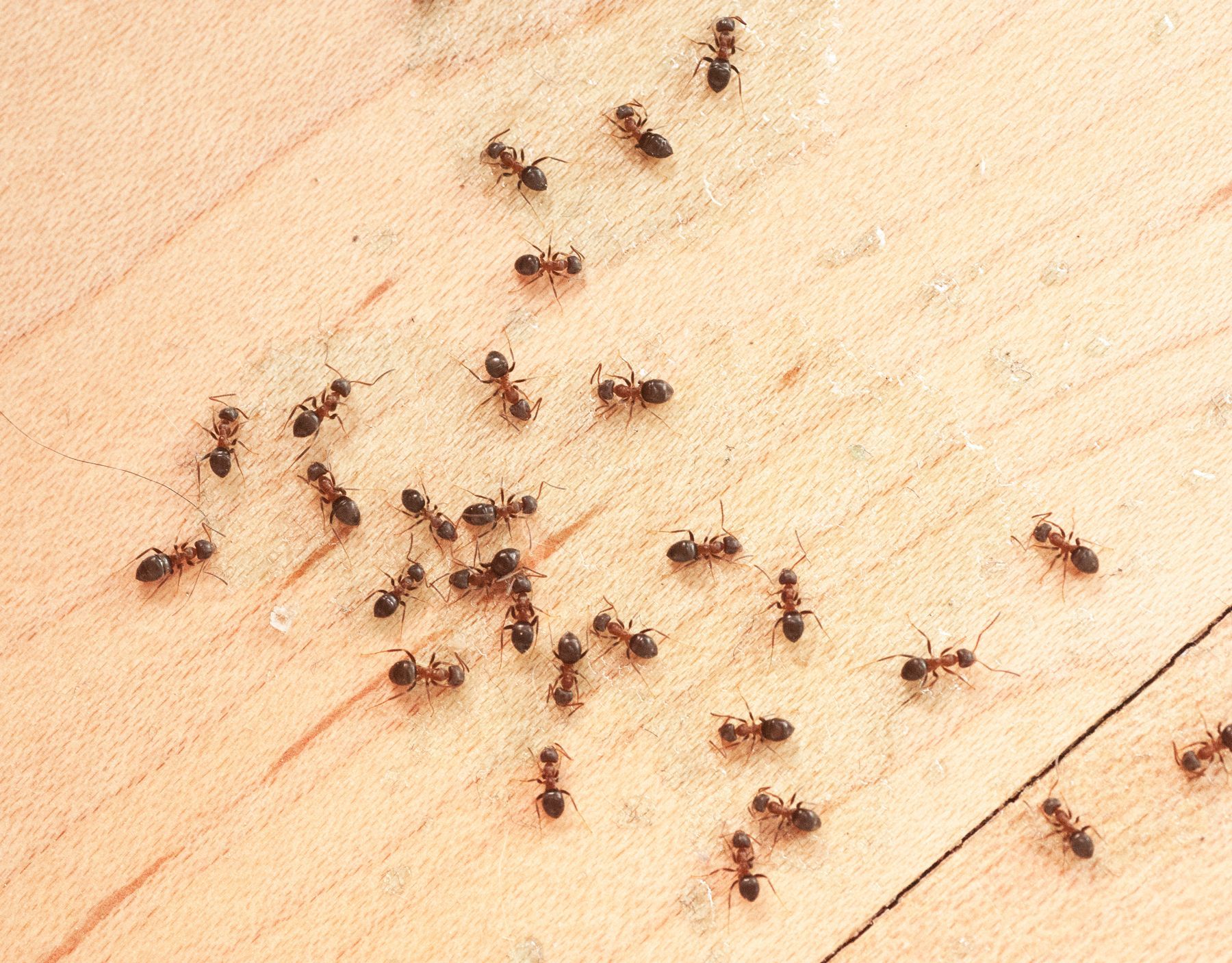 Ants on Wooden Floor — Dublin, VA — Brown Exterminating Co.