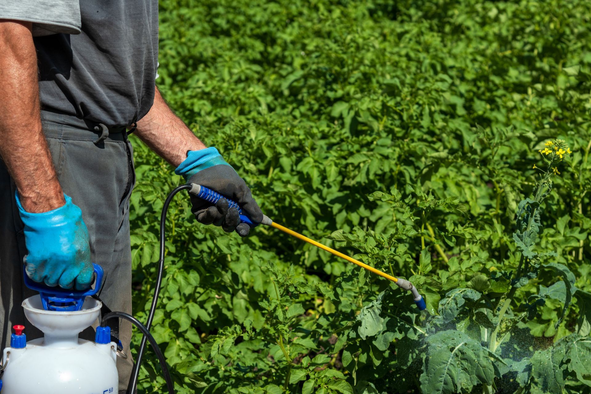 Farmer spraying potato bushes with pesticide or fertilizer. Farmer spraying potato bushes with pesticide or fertilizer.