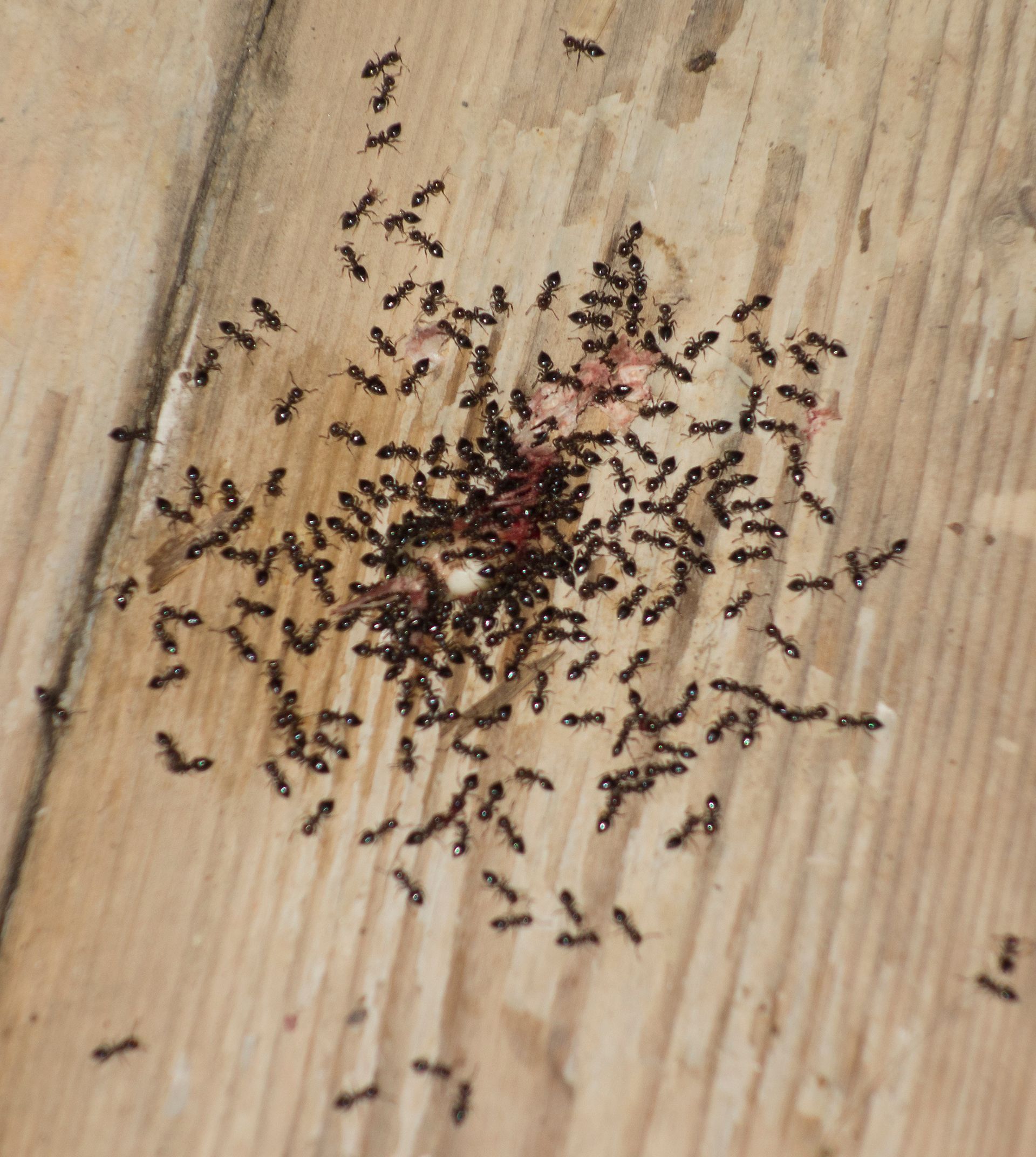 Ants Eating Sweets — Dublin, VA — Brown Exterminating Co.