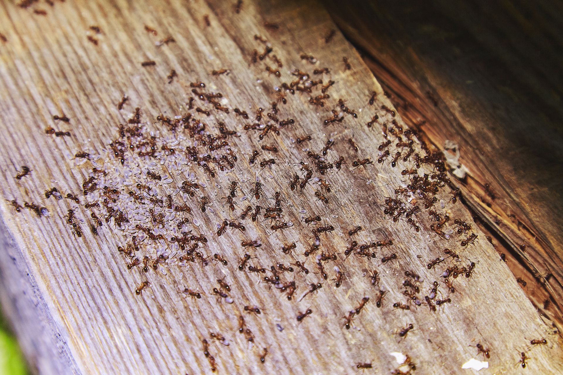 Ant control solutions in Abingdon, VA, by Brown Exterminating Co