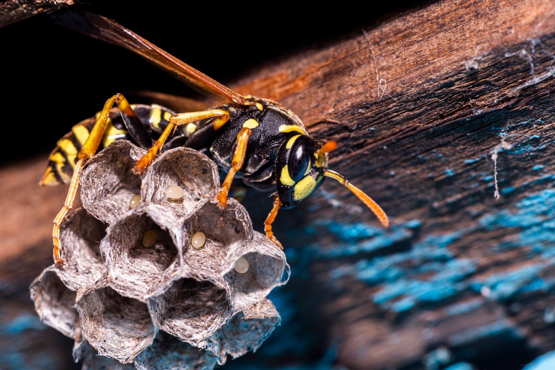 Closed Up Bee On His Nest — Dublin, VA — Brown Exterminating Co.