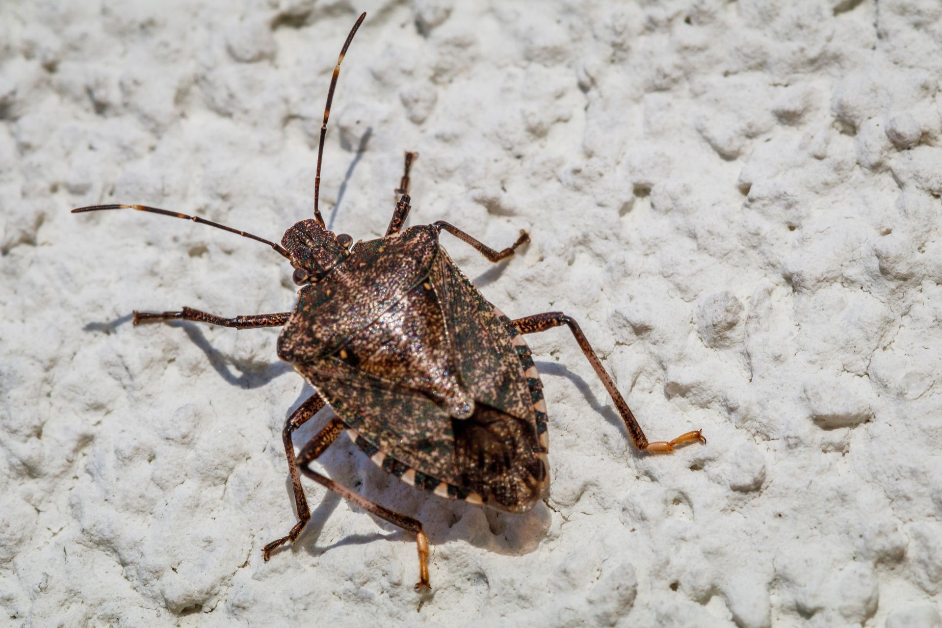 Stink Bug on The White Plaster — Dublin, VA — Brown Exterminating Co.