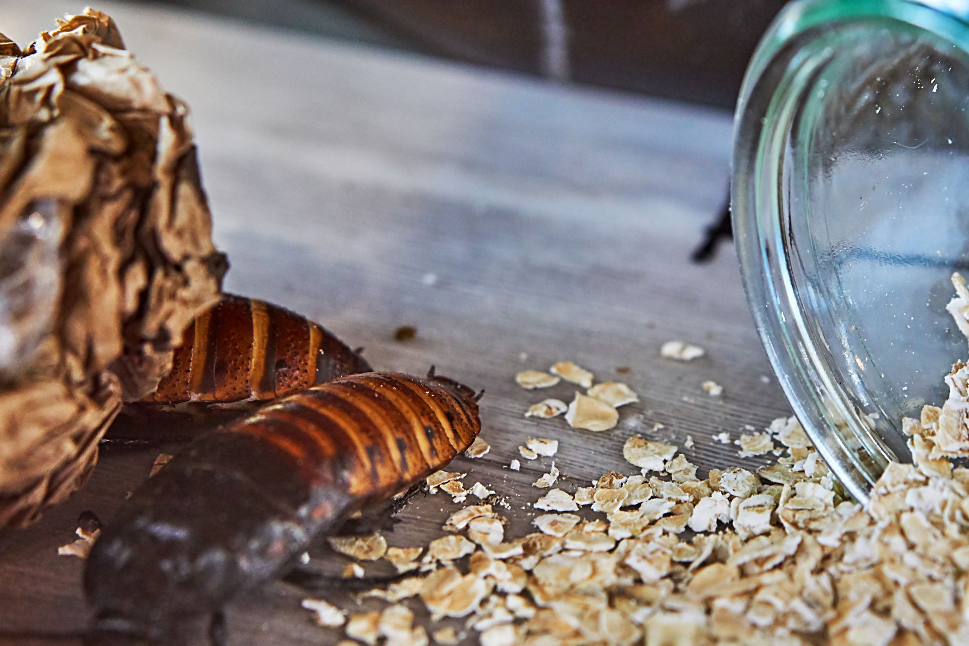 Cockroach and Oatmeal — Dublin, VA — Brown Exterminating Co.
