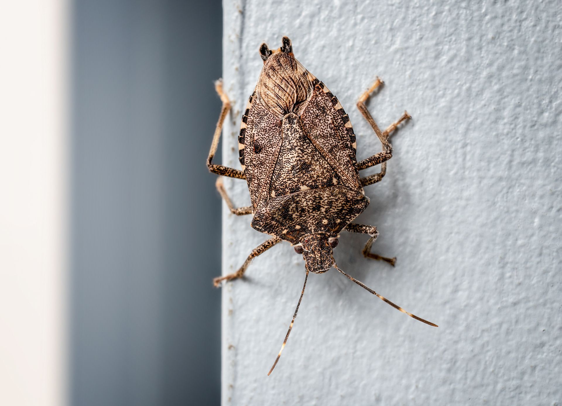 Pest Stink Bug — Dublin, VA — Brown Exterminating Co.