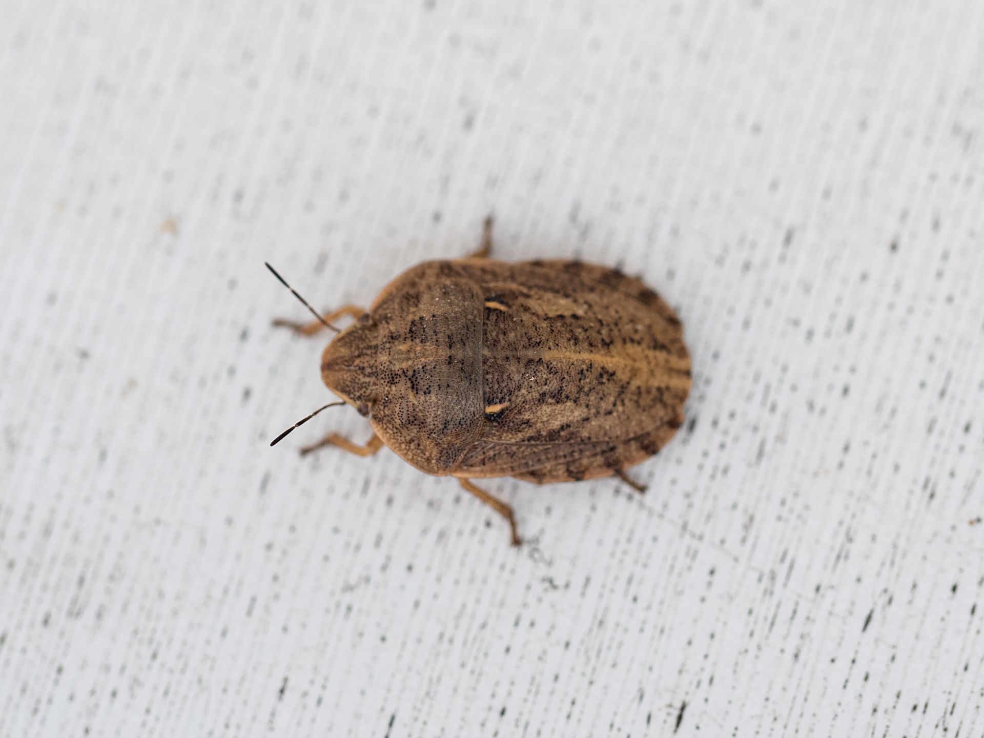 Close-up Stink Bug — Dublin, VA — Brown Exterminating Co.