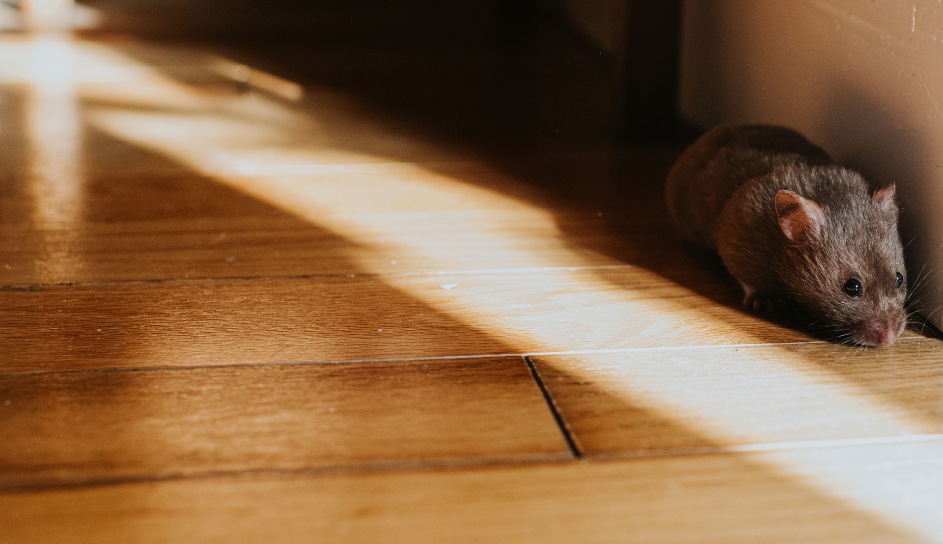Rodents on The Floor — Dublin, VA — Brown Exterminating Co.