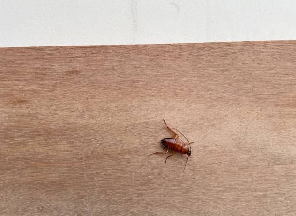 Cockroach on The Wooden Floor — Dublin, VA — Brown Exterminating Co.