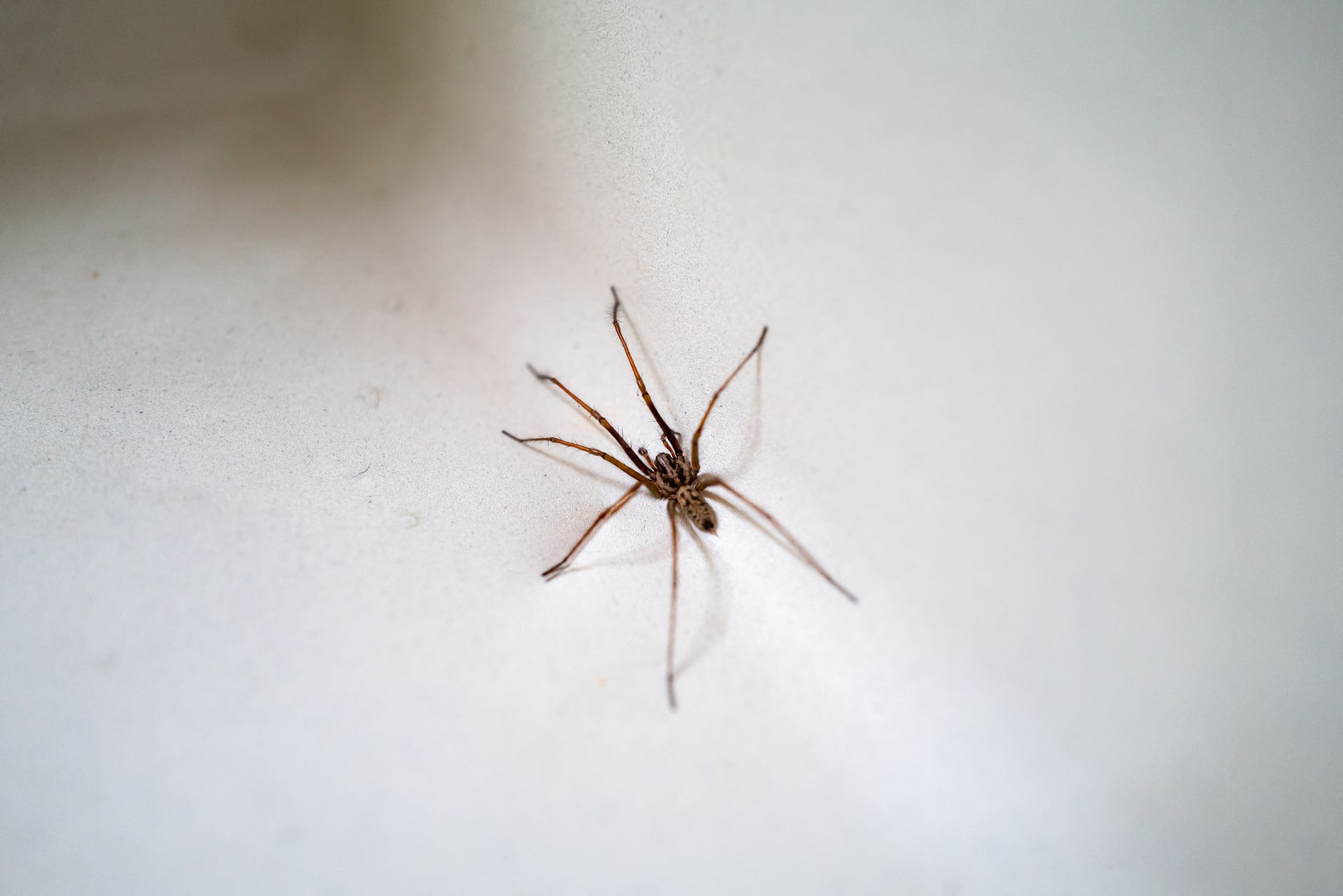 Large House Spider in A Wash Sink — Dublin, VA — Brown Exterminating Co.