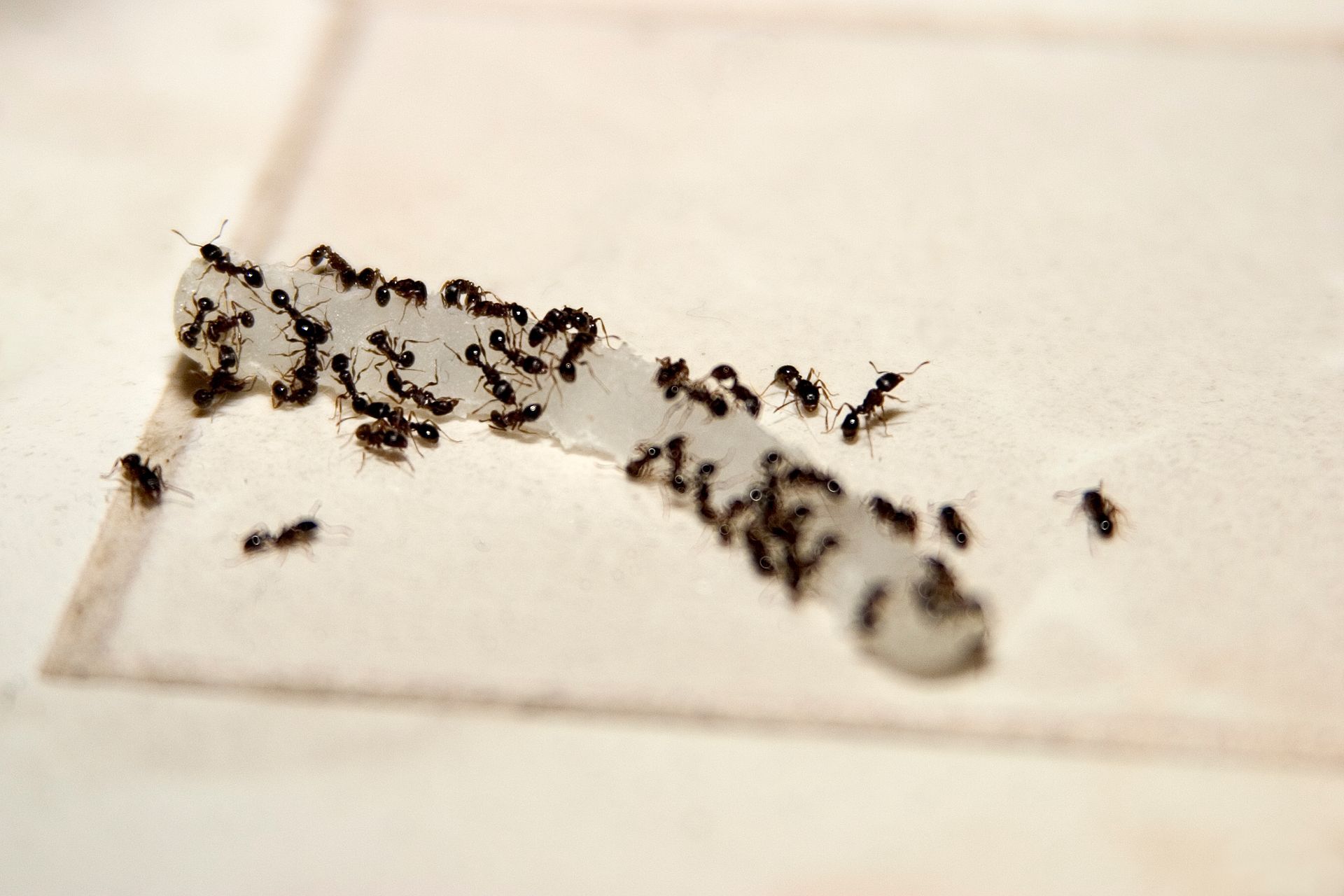 Ants Eating Onion — Dublin, VA — Brown Exterminating Co.